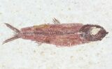 Multiple Knightia Fossil Fish - Wyoming #60887-2